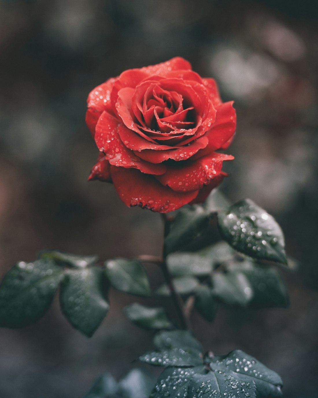 A single red rose with dew on its petals